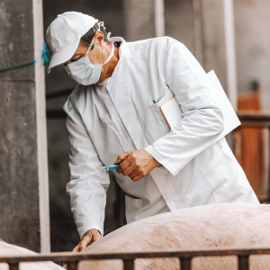Lab technician working with farm pigs to represent Bacto-Zyme odor elimination