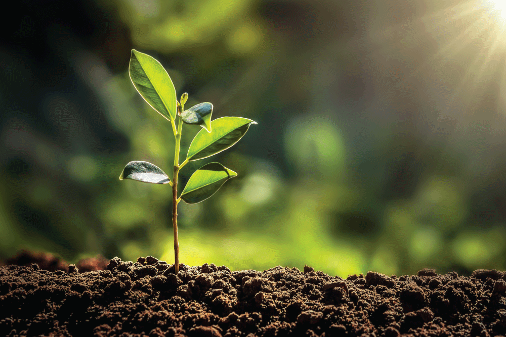 A young plant growing out of the soil