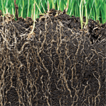 Soil Conditioning