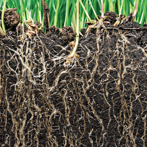 Underground view of plant root growth Harva-Zyme encourages