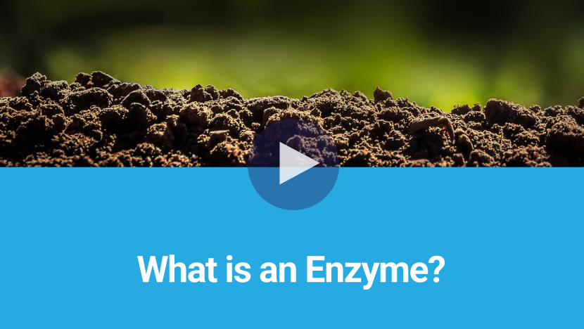 What is an Enzyme 3