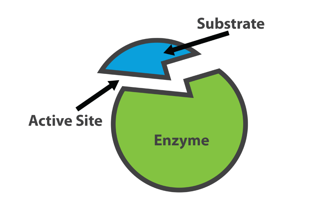 Graphic of an Enzyme