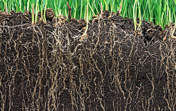 soil_conditioing_roots
